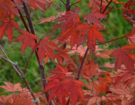 ATROPURPUREUM