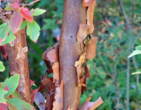 acer griseum automne