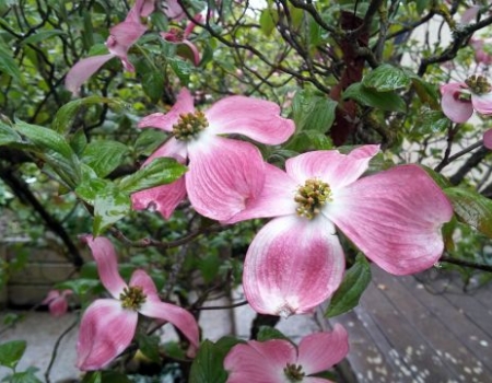 cornus florida