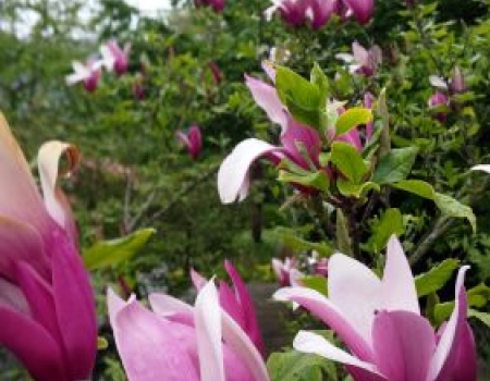 magnolia