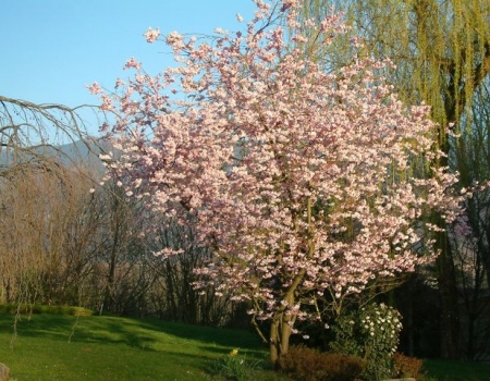 prunus accolade2